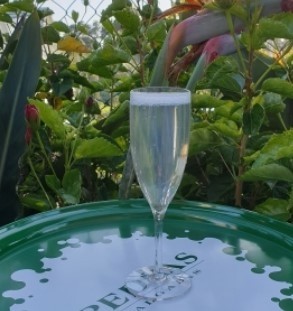 Flute a champagne Réutilisable en TRITANT 12cl