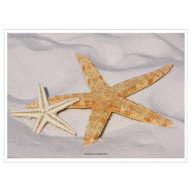 SETS DE TABLE OFFSET "STARFISH" 70 G/M2 31x43 CM QUADRICHROMIE PAPIER (2000 UNITÉ) - Garcia de Pou